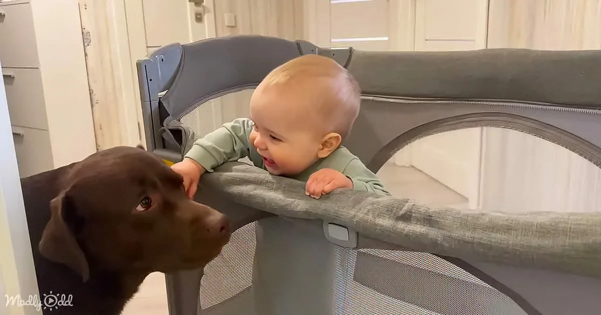 Baby Happy to Reunite With His Special Dog