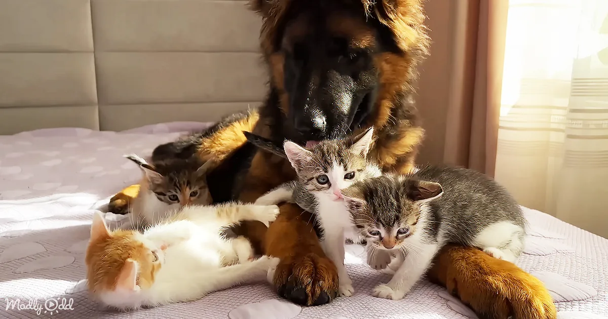 Shepherd Pup's Heartwarming Reaction to Kittens - Aww-Inspiring!