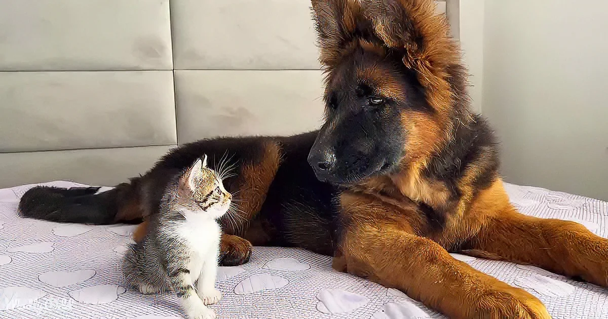 German Shepherd puppy and kittens