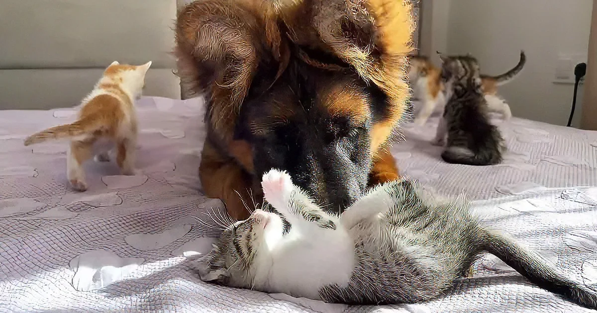 German Shepherd puppy and kittens