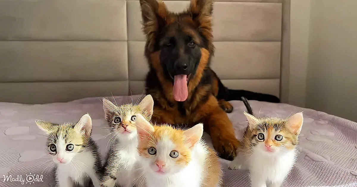German Shepherd puppy and kittens