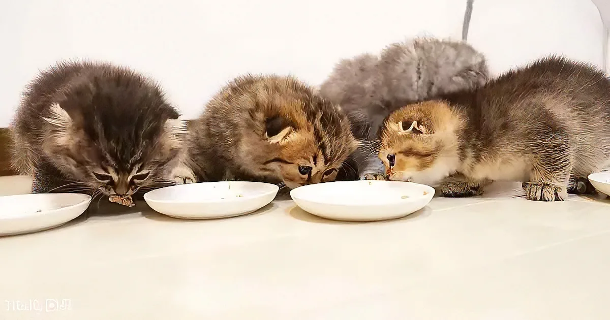 Adorable kitten family