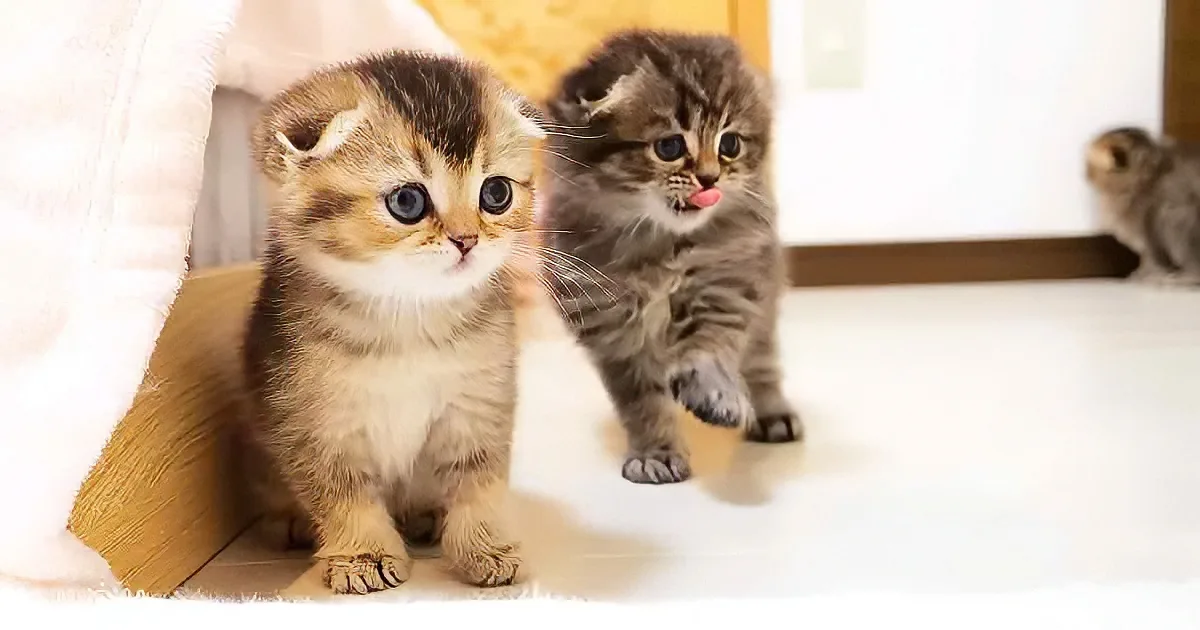 Adorable kitten family