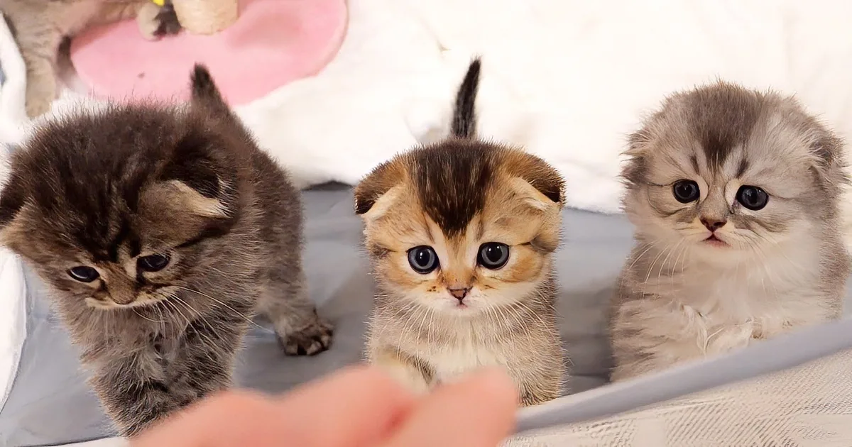 Discover a Kitten Family's Enchanting Mealtime Ballet