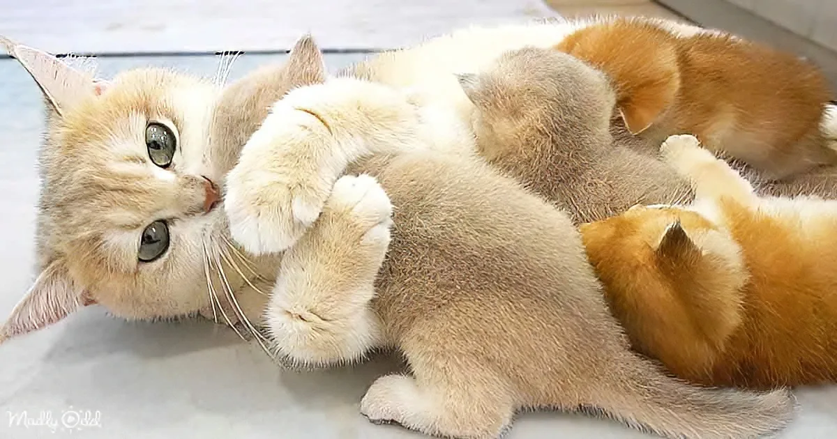 Loving Momma Cat Chats Sweetly With Her Babies