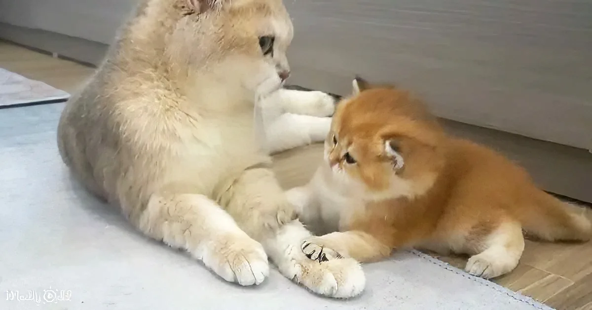 Momma cat and kittens