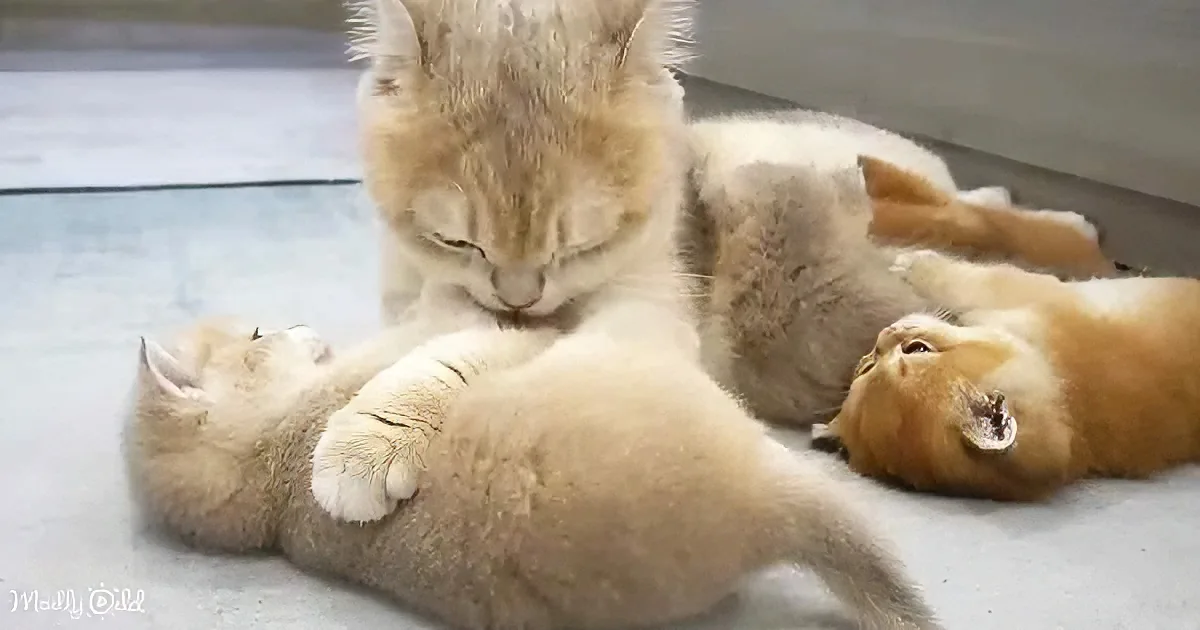 Momma cat and kittens