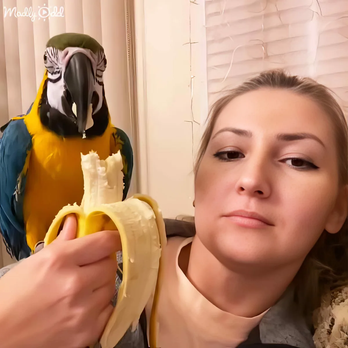 A person holds a banana while a colorful parrot perches on their shoulder, both looking at the camera.