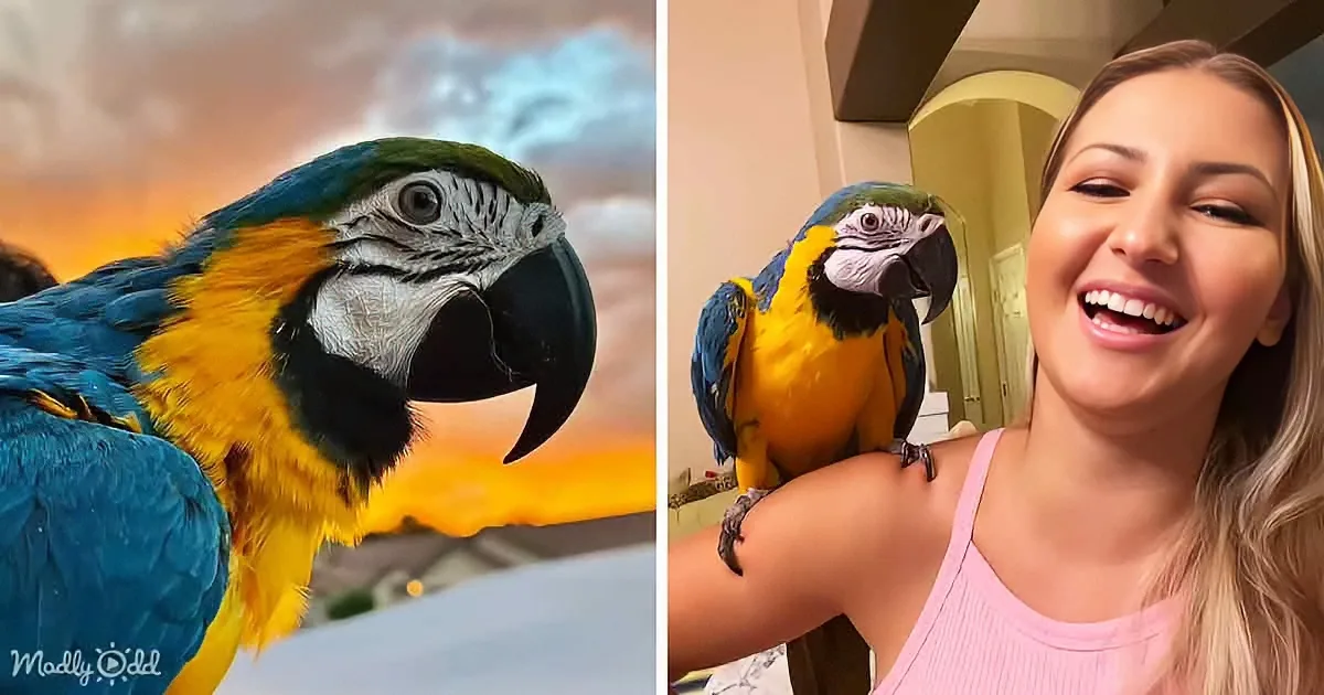An Unloved Parrot's Life-Changing Adoption Story