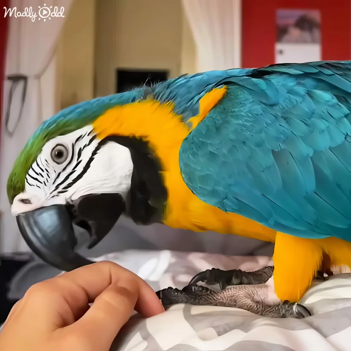 A vibrant blue and yellow macaw perches on a hand, showcasing its striking feathers and curious expression.