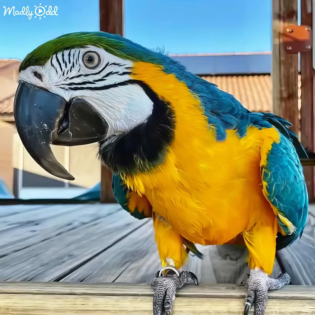 A vibrant blue-and-yellow macaw perches on a wooden surface, showcasing its striking colors and large beak.