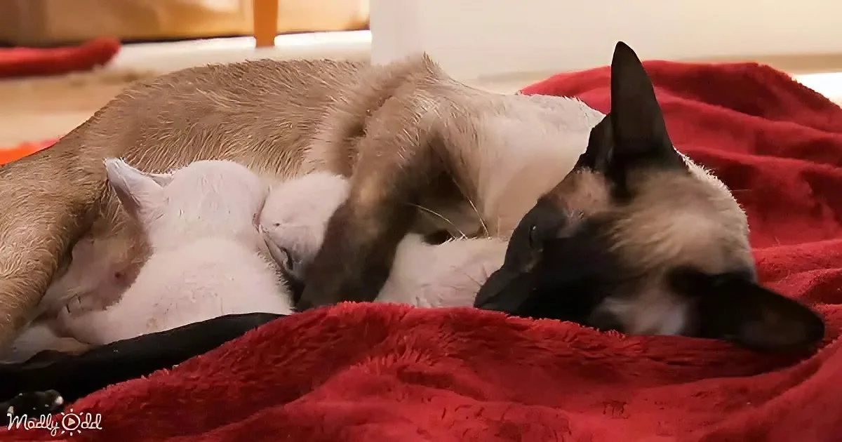 Siamese cat and kittens
