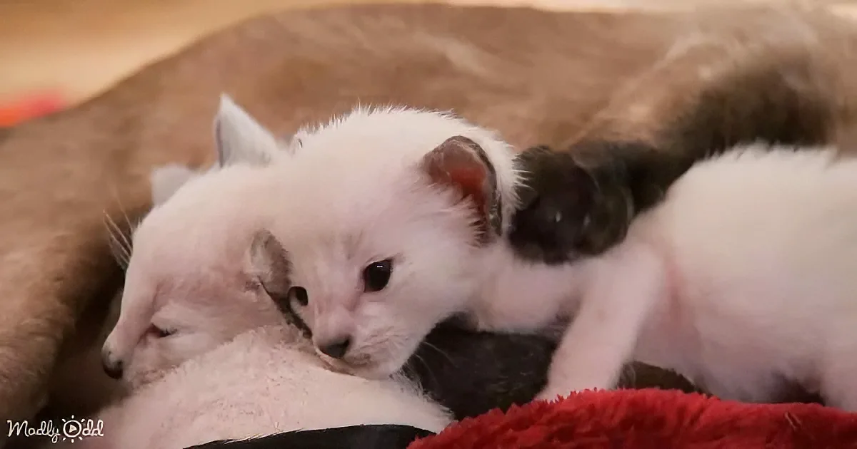 Siamese cat and kittens