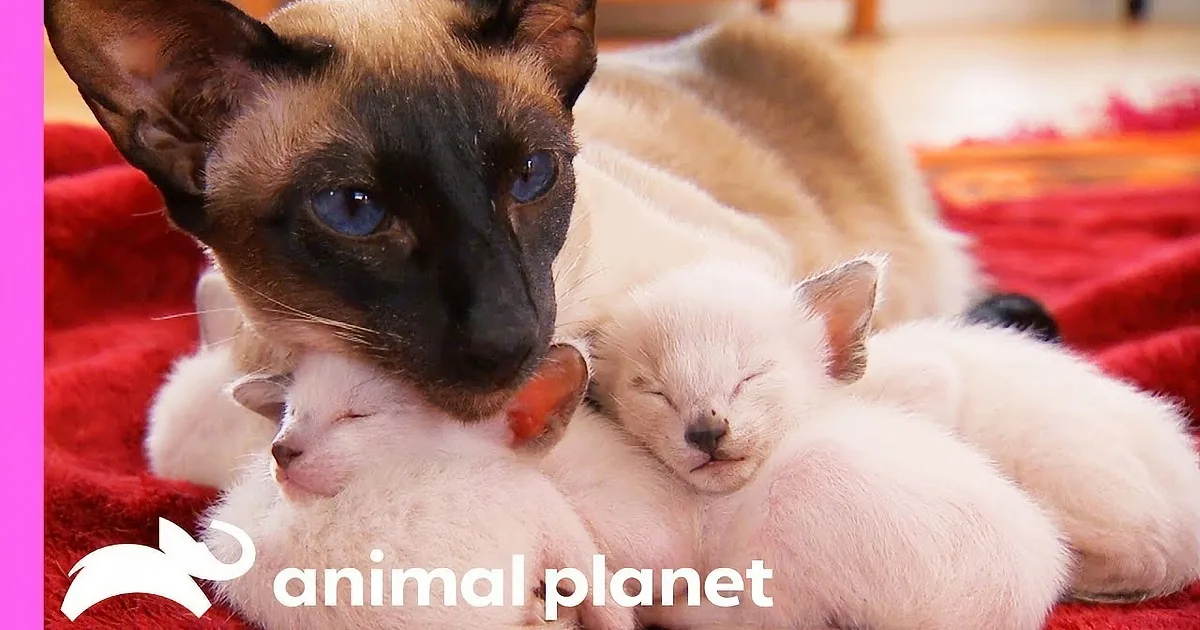 Rudy the Siamese Is the Kitten Who Would Not Quit