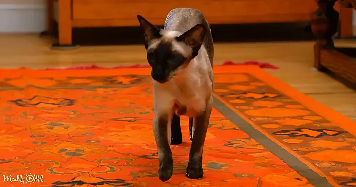 A Siamese cat stands on an orange patterned rug, looking directly at the camera.