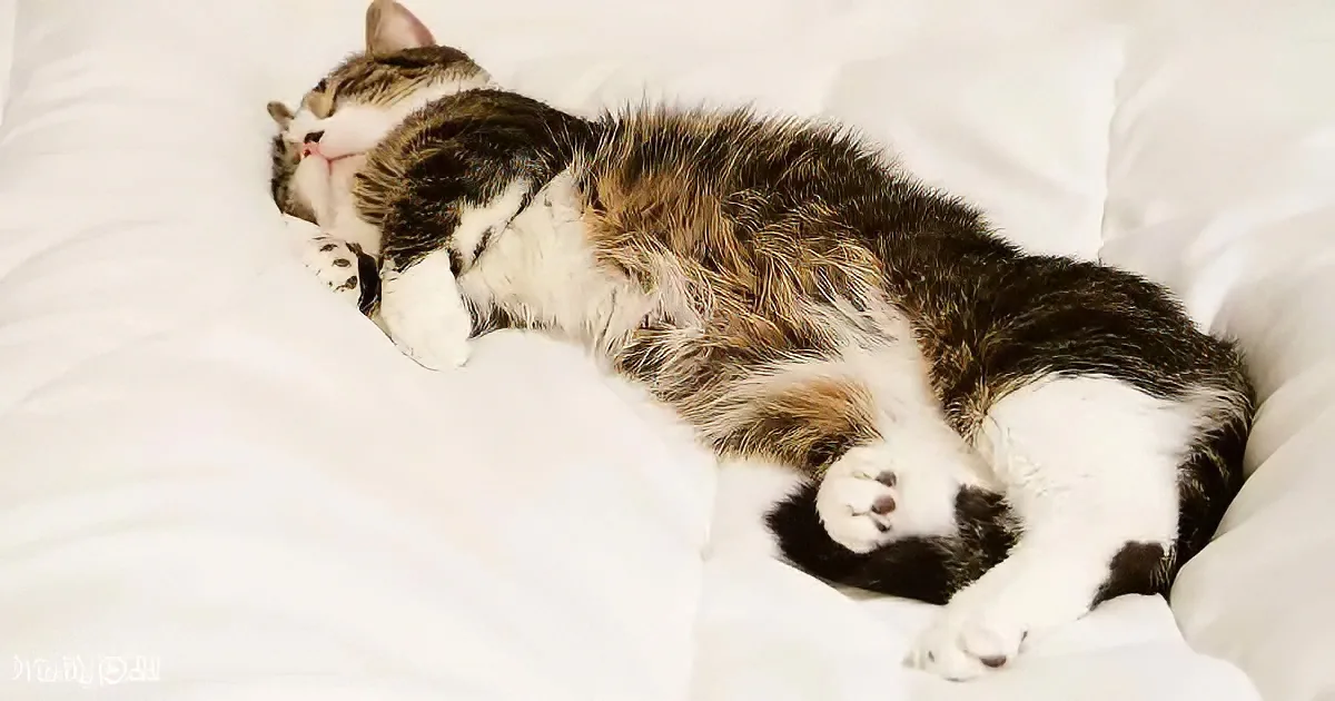 A fluffy calico cat is lounging on its back on a white bed, appearing relaxed and content.