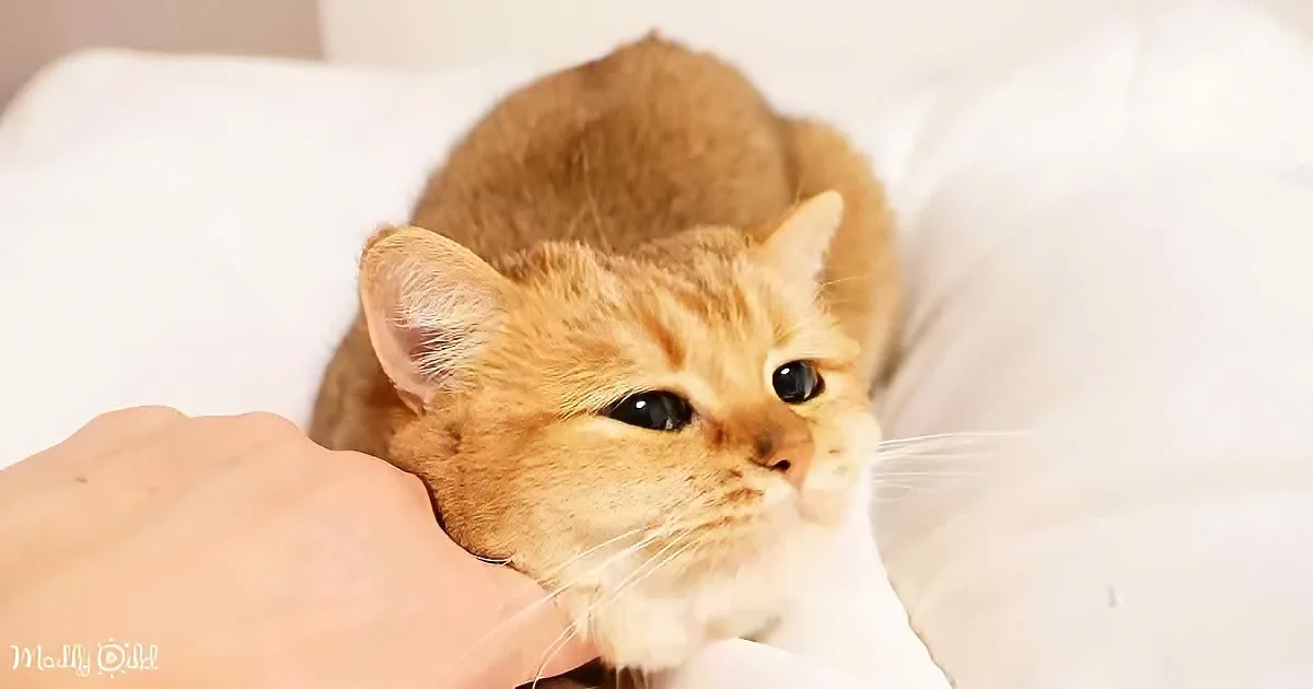 A fluffy orange cat with a white chest is being gently held by a hand, looking up with a curious expression.
