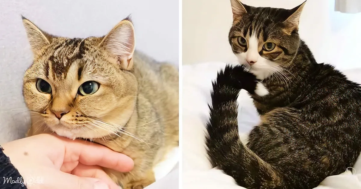 A Cozy Night With Cats Is Just What You Need