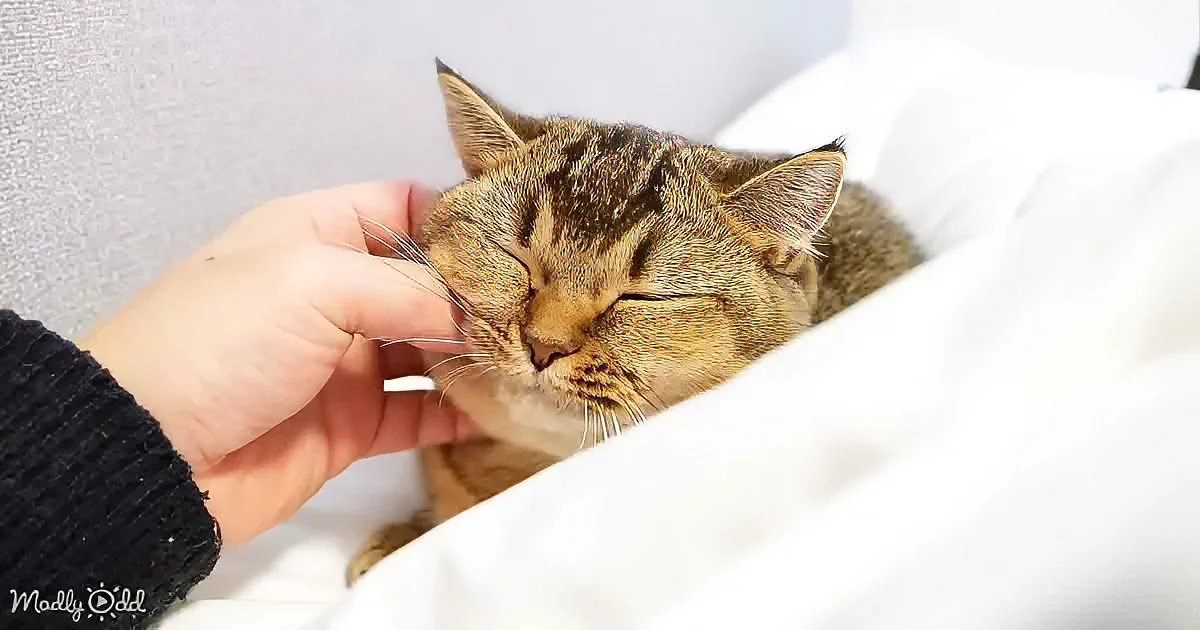 A tabby cat is peacefully sleeping with its eyes closed, being gently petted by a person's hand.
