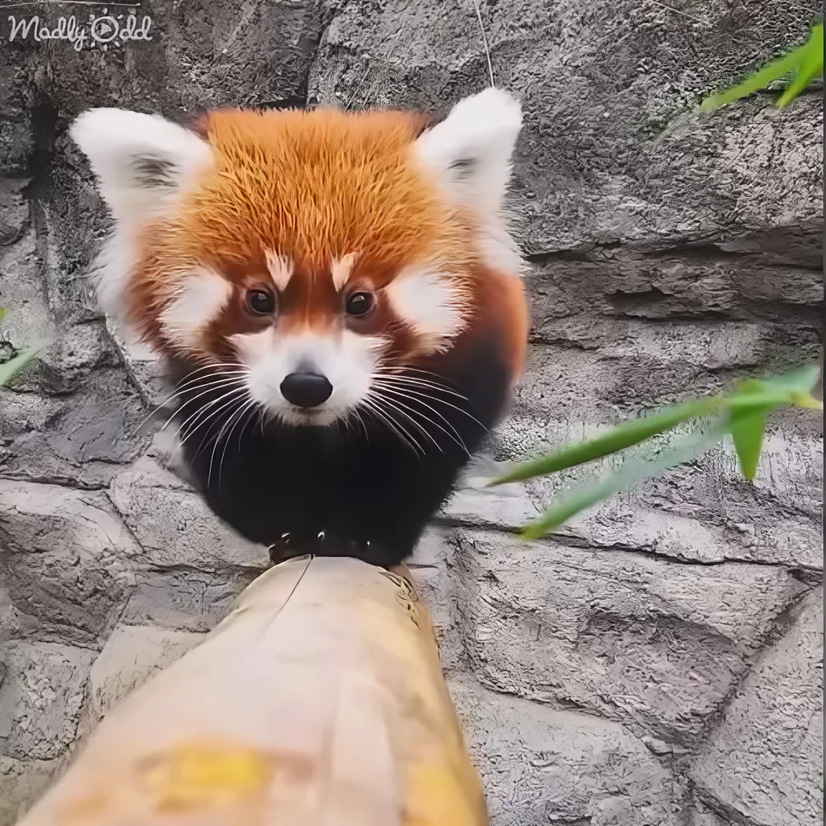 Cute Red Panda