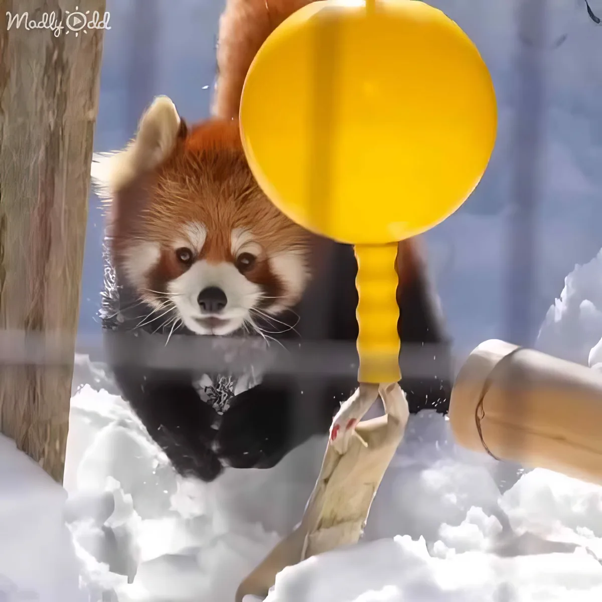 Cute Red Panda