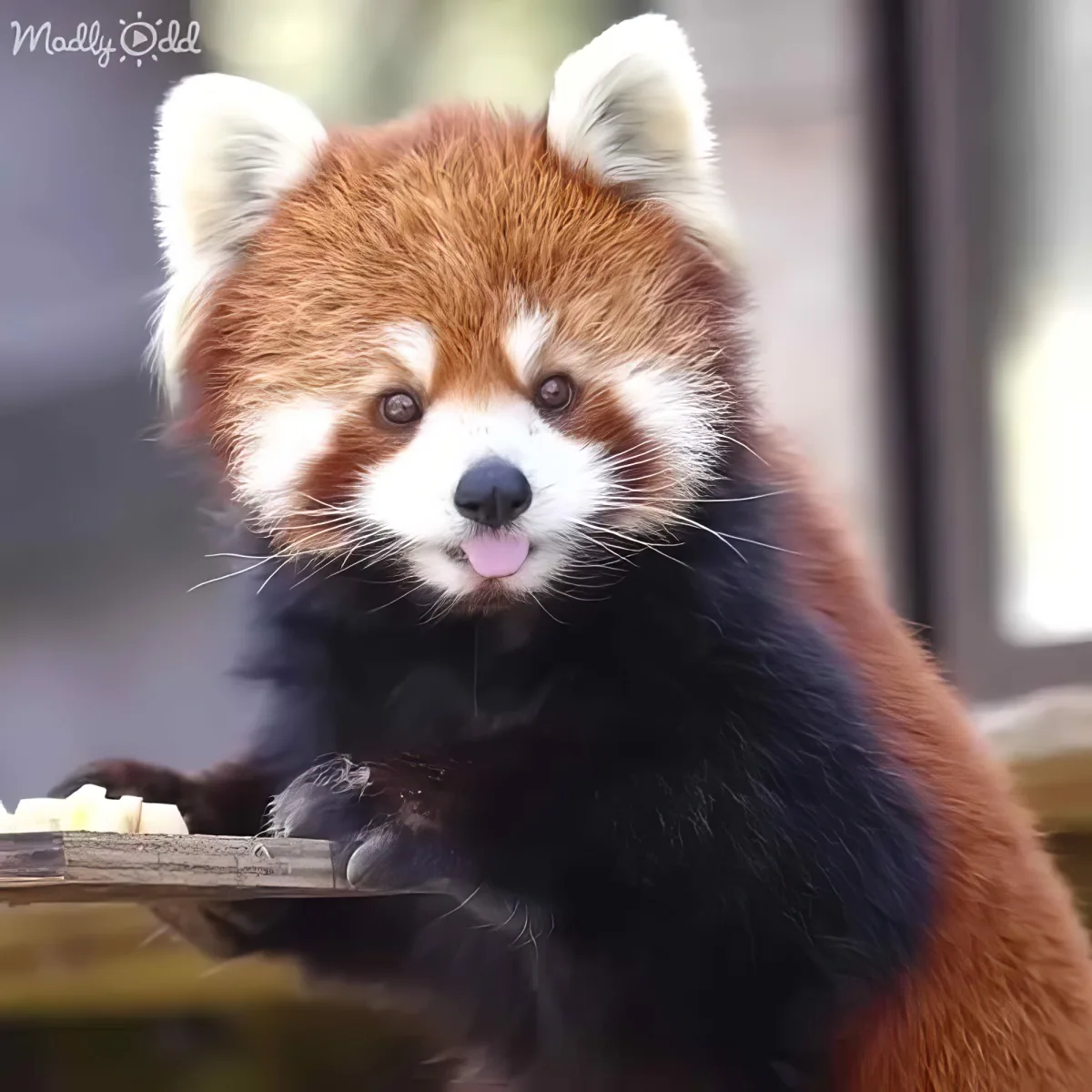 Cute Red Panda