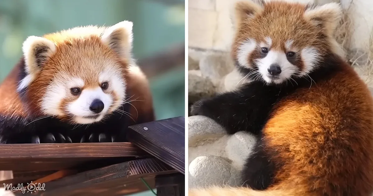 Two adorable red pandas, one perched and one cuddling, showcasing their fluffy fur and expressive faces.