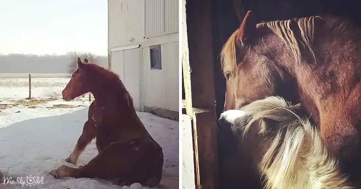 A Beautiful Farewell: Lonely Horse Finds a Friend Before Heading to the Great Pasture