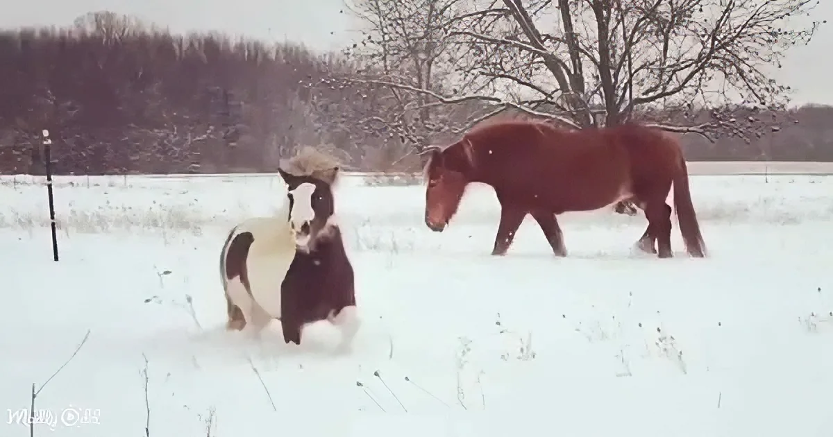 Two horses, one white and one brown, stand in a snowy field with bare trees in the background.