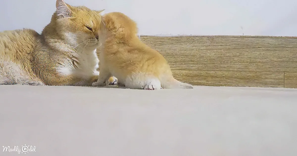 Two orange cats, one adult and one kitten, cuddling on a white surface with a wooden background.