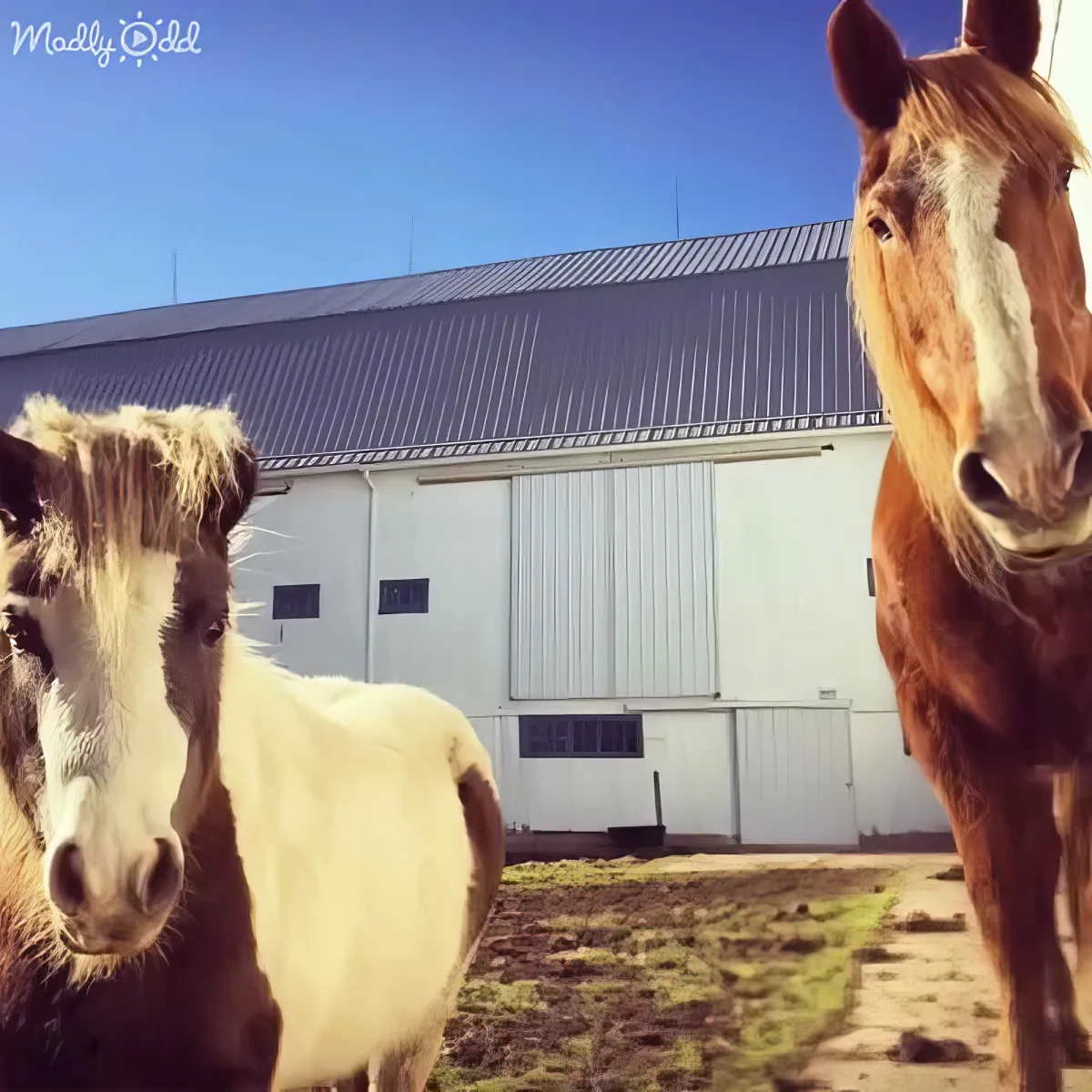 Two horses, one brown and white, stand in front of a white barn under a clear blue sky.
