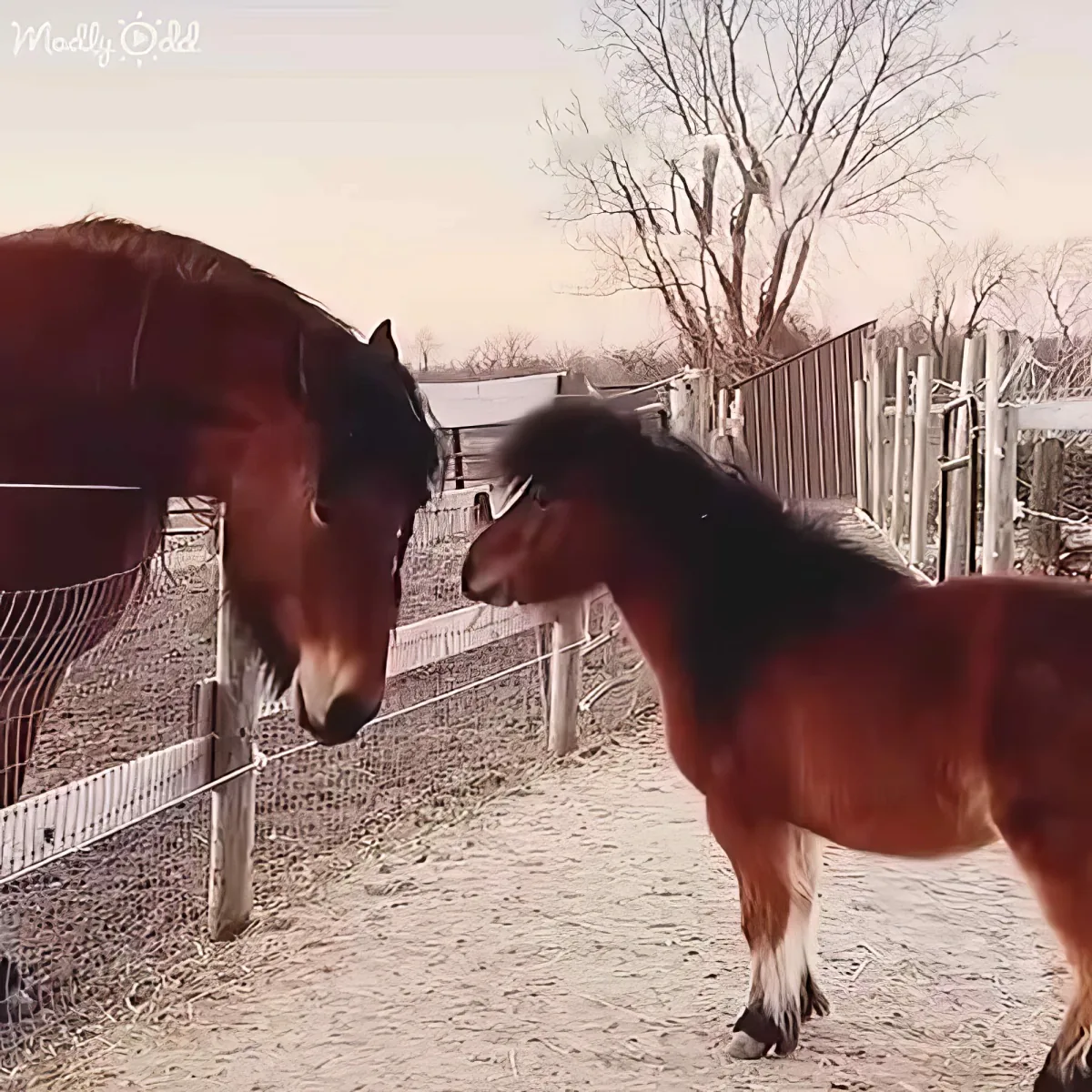 Two horses, one small pony, stand in a fenced enclosure, interacting near a tree and barn.