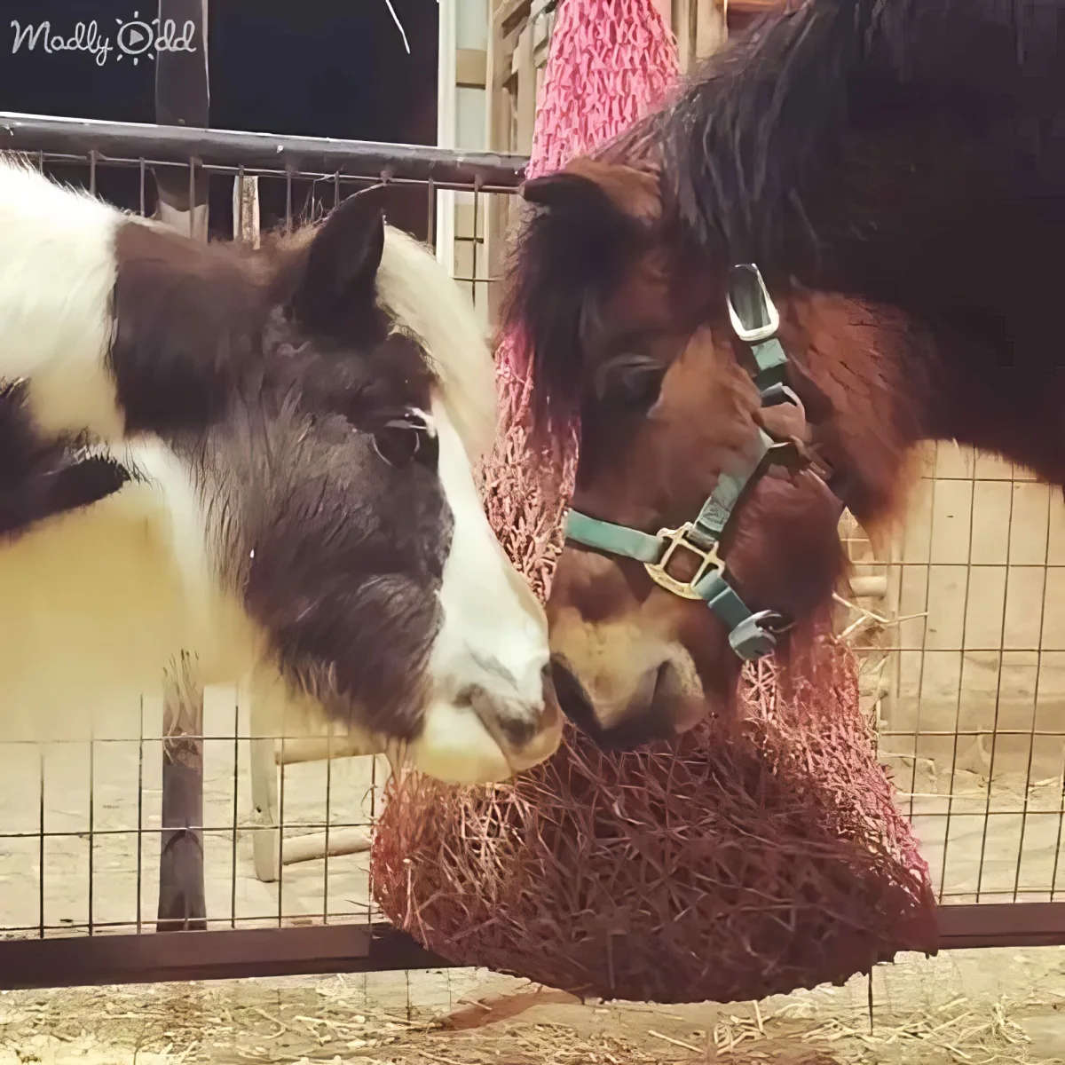 Two horses, one white and one brown, share a hay feeder in a fenced enclosure.