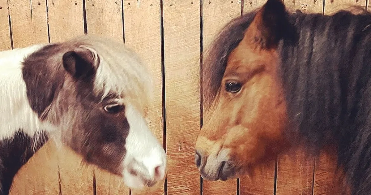 Two ponies, one brown with a blue halter, the other white with a black mane, are eating hay together.