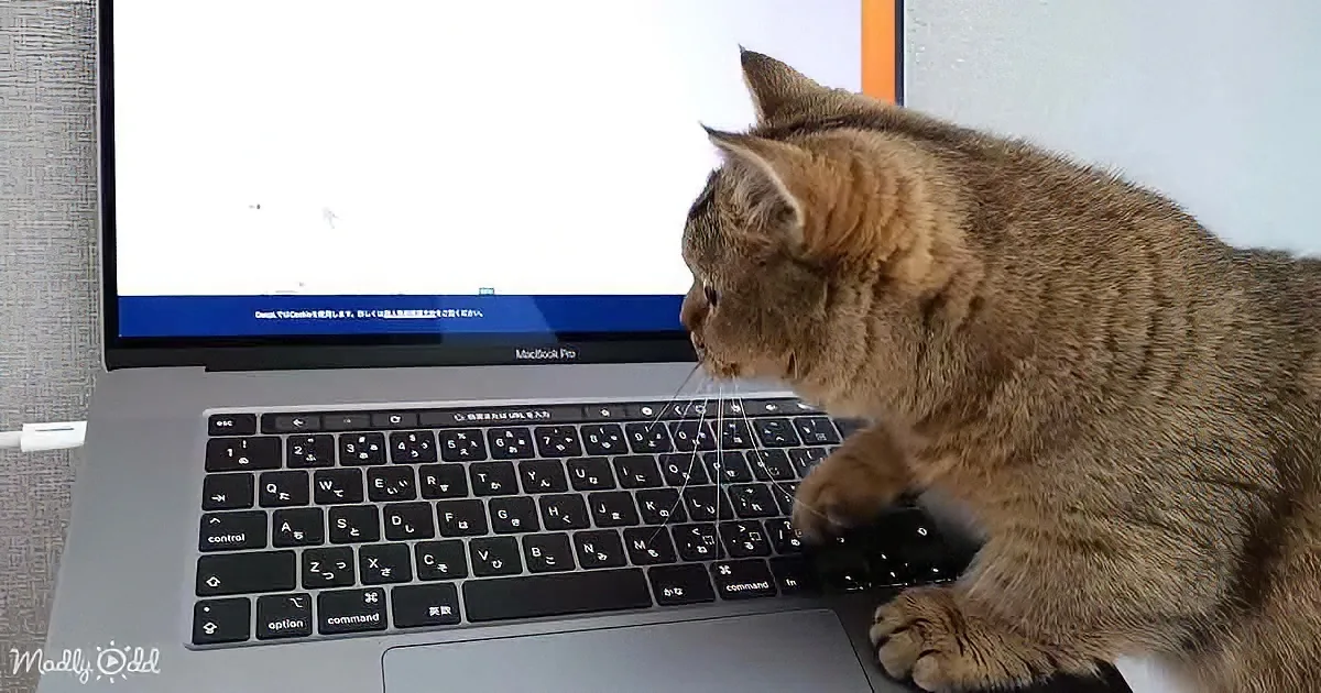A cat sits on a MacBook Pro keyboard, intently looking at the screen.