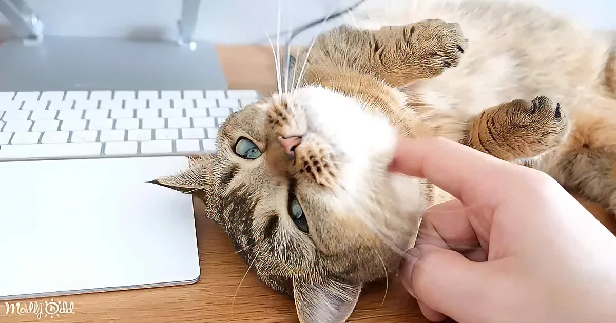 A fluffy cat with blue eyes lies on a desk, being petted by a hand near a keyboard and mouse.