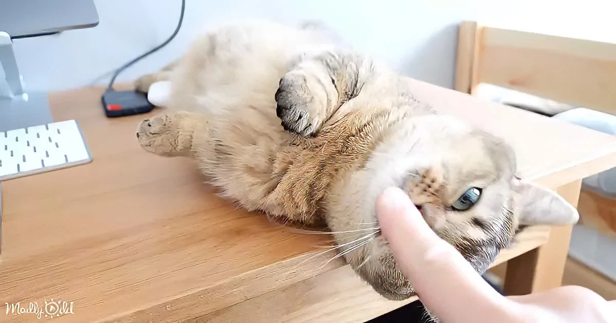 A fluffy cat lounges on a desk, being petted by a hand, with a computer and keyboard in the background.