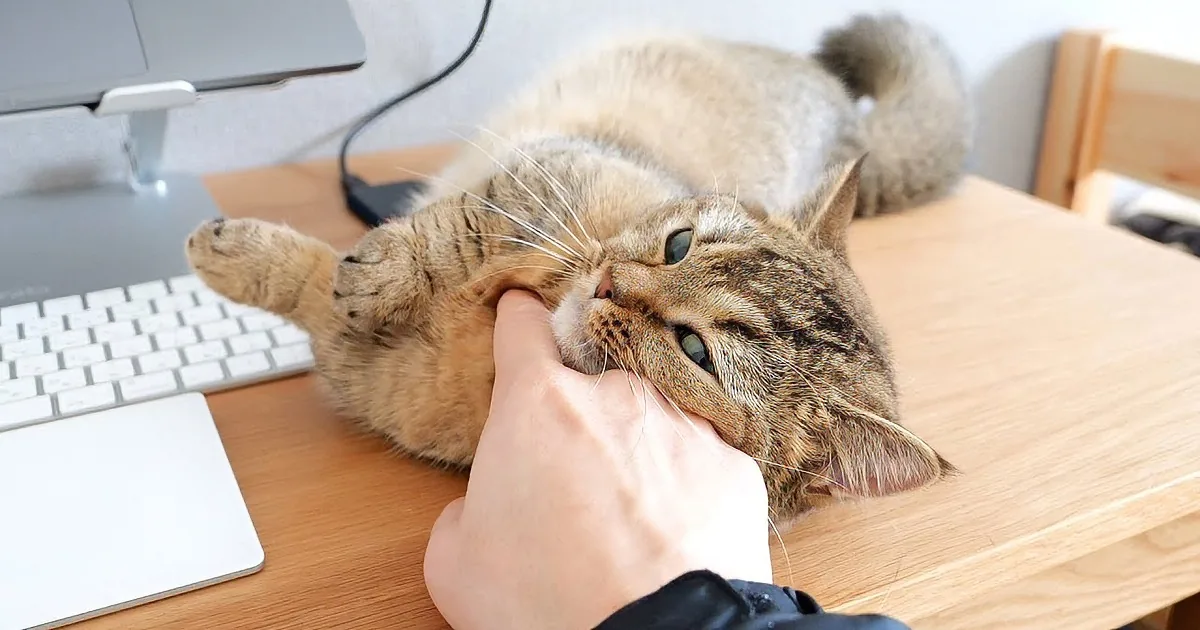 A fluffy tabby cat lounges on a desk, being gently petted by a hand.
