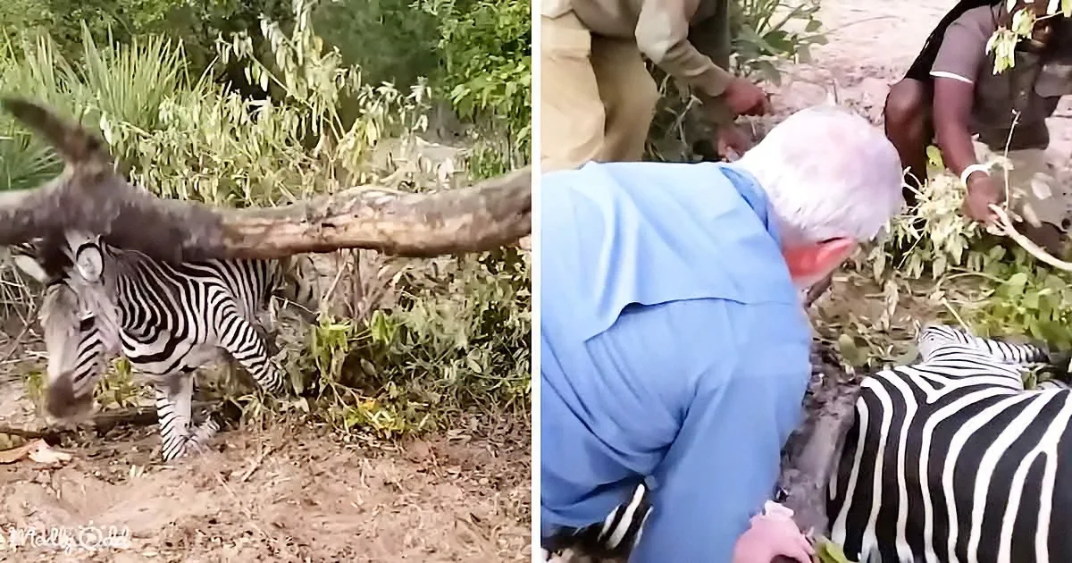 A zebra calf struggles under a fallen tree branch, while a person in blue assists, surrounded by others and greenery.