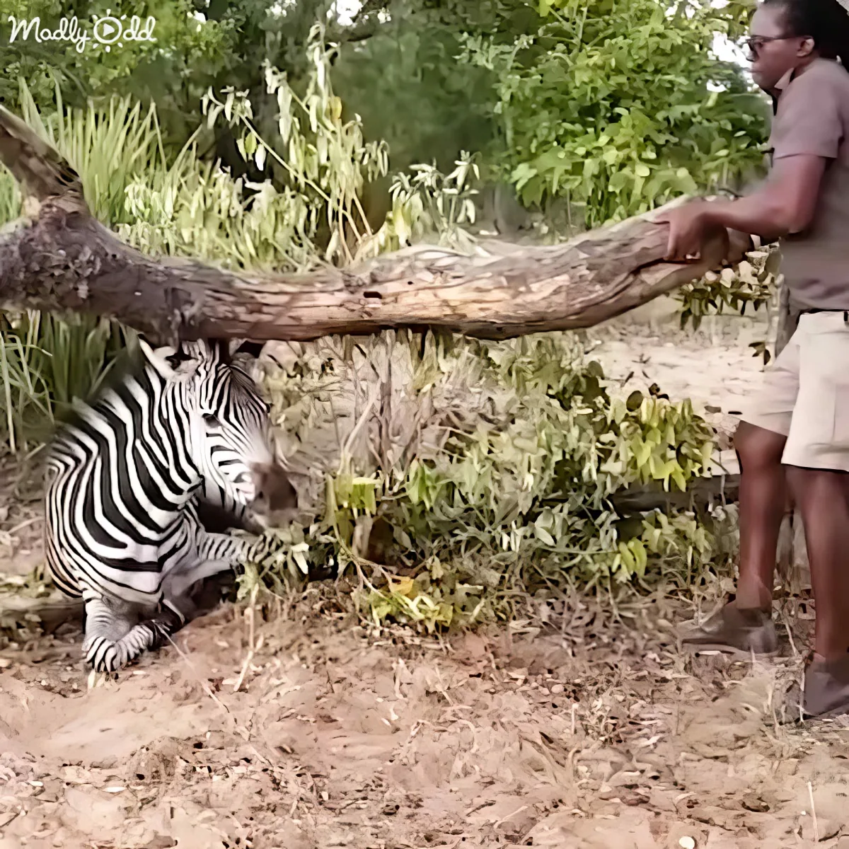 A zebra is eating leaves from a tree branch held by a person in a natural setting.
