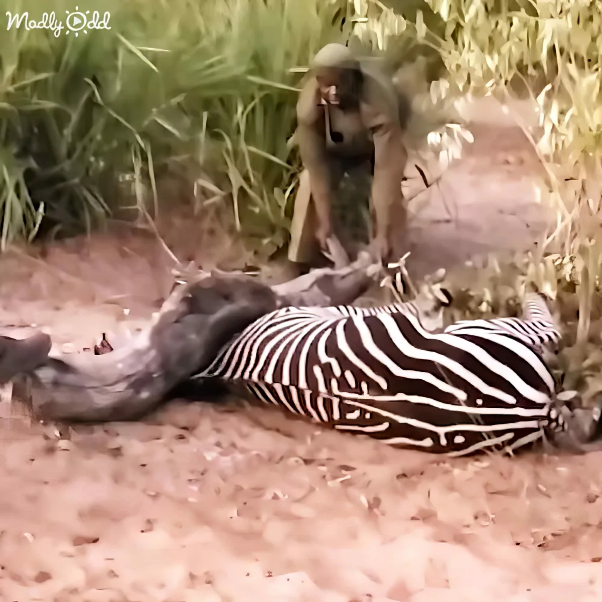 A zebra lies lifeless on the ground, with a baboon standing over it in a natural setting.