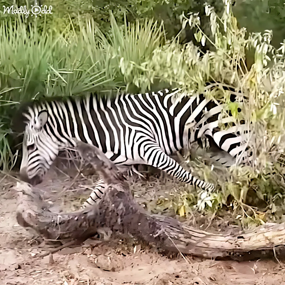 A zebra is lying down amidst greenery, partially obscured by a fallen tree branch.