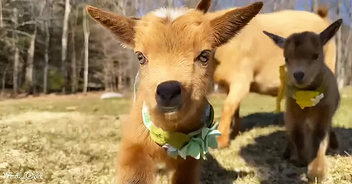 A close-up of a curious brown goat wearing a green bow, standing in a field with another goat in the background.