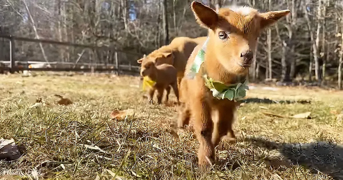 A curious brown goat with a green collar walks in a grassy field, with another goat in the background.