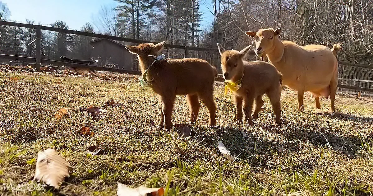 Three young goats and an adult goat stand on grassy ground, with a fenced area and trees in the background.