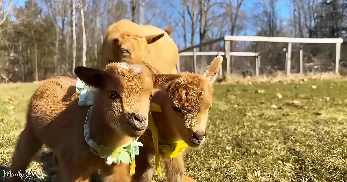 Baby Goats Walking With Their Mama