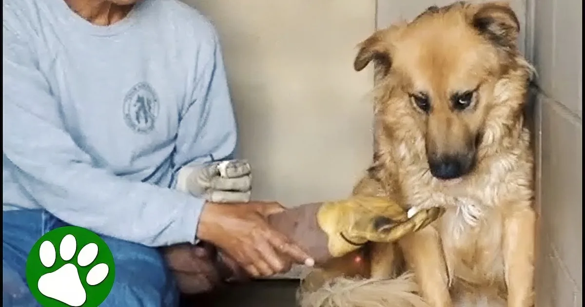 A Tale of Hope for Dogs Who Have Never Felt Love Before