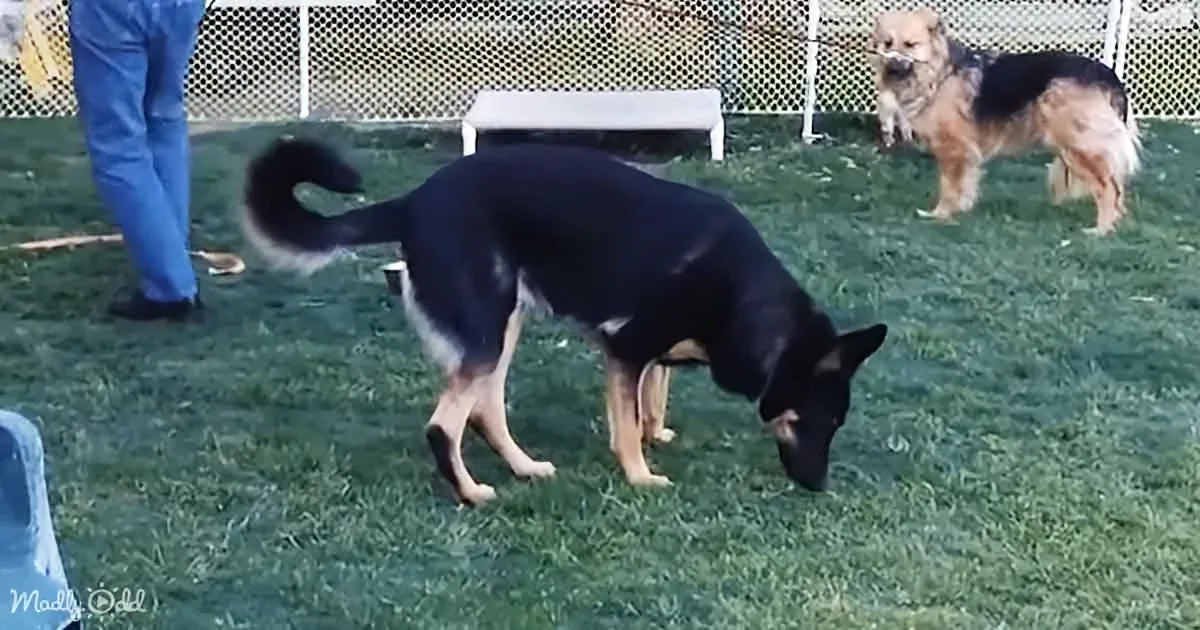 A German Shepherd dog sniffs the ground while another dog stands in the background.