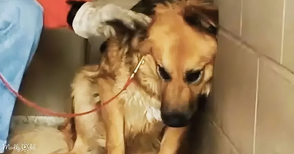 A sad-looking dog with a red leash is sitting in a confined space, looking down.