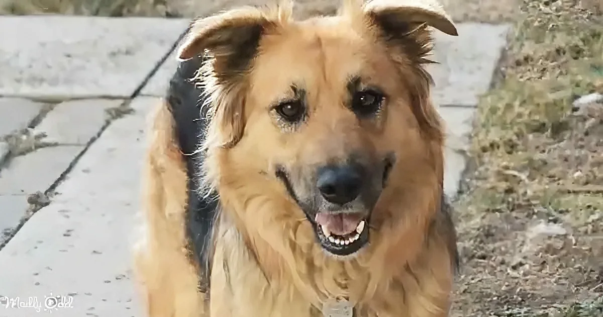 A smiling German Shepherd dog with long fur and a black collar sits on a concrete path.